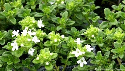 Rich green, white flowering Lemon Frost Thyme!