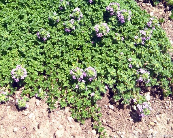 Leprechaun Thyme in Bloom