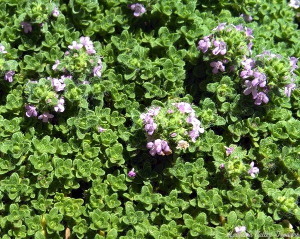 Tiny Leprechaun Flowers