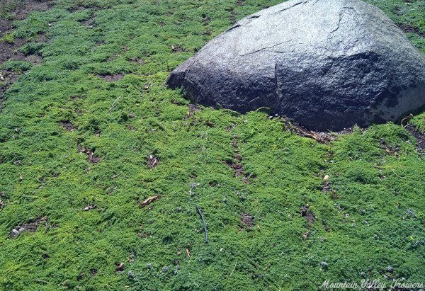 Leprechaun Thyme used as a ground cover