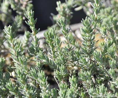 Juniper Thyme