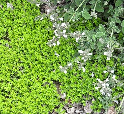 Lime Thyme with Greek Sage