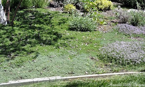 Thyme Ground Cover Lawn
