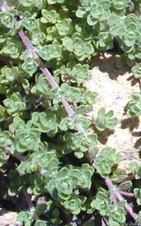 Fast Growing Creeping Pink Thyme