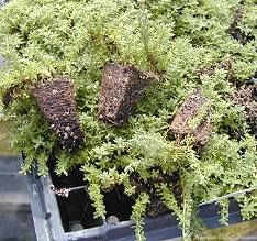 Heretus thyme in a plug tray.
