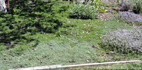 A beautiful ground cover thyme planting.