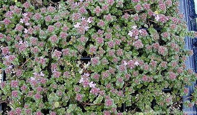 Hall's Woolly Thyme taking over the Plug Tray!