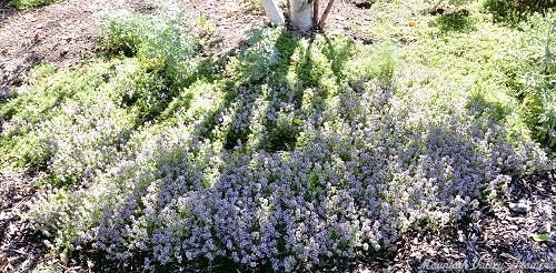 Pink Lemonade Thyme in bloom.