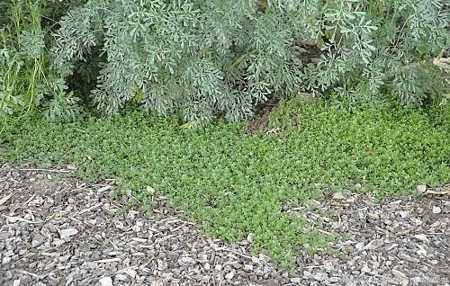 Mulching Pink Lemonade Thyme.