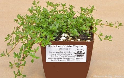 Thymus Pink Lemonade Thyme image