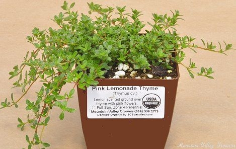 Organic Thymus Mint Thyme Plants from Mountain Valley Growers