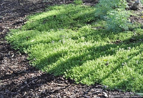 Pink Lemonade Thyme after three years