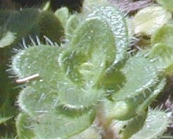 Close up of Hall's Woolly Thyme Leaves