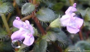 Hall's Woolly Flowers