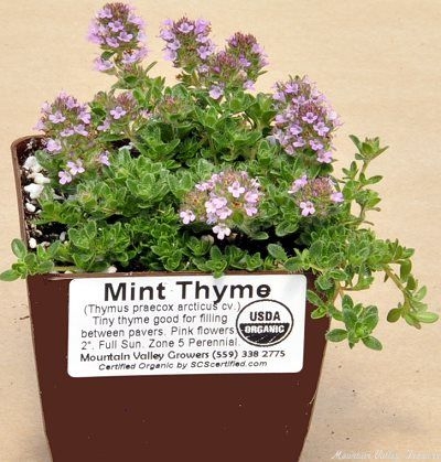 Organic Thymus Mint Thyme Plants from Mountain Valley Growers