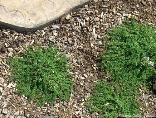 Mint Thyme plants planted in between flagstones