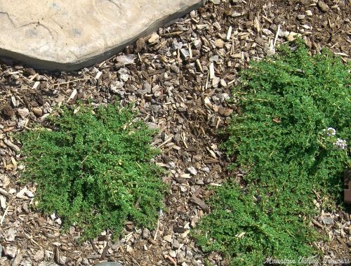 Organic Thymus Mint Thyme Plants from Mountain Valley Growers