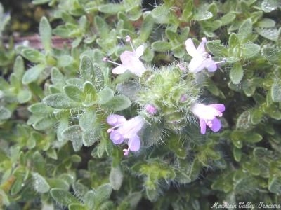 Pink Chintz Thyme in flower