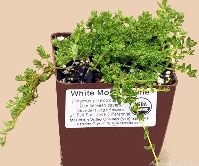 White flowering White Moss Thyme ready for shipping.