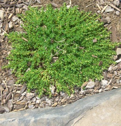 White Moss Thyme Plant spreading between stepping stones.