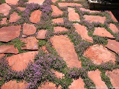 Pink Chintz Thyme in Flagstones