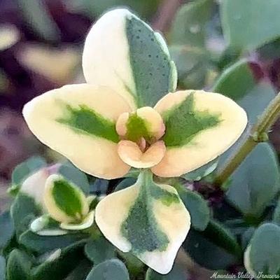 Thymus pulegioides Foxley Thyme image
