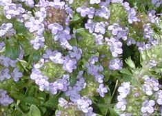 Close up of Coconut Thyme Flowers