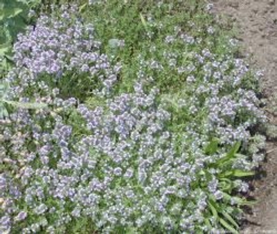 Thymus Coconut Thyme image