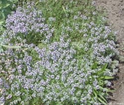 Coconut Thyme In Bloom