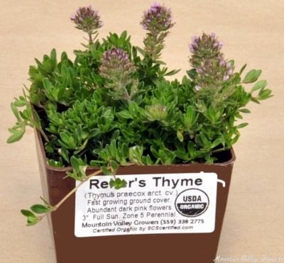 Reiter's Thyme ready for shipping.