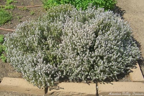 English Thyme blooming in the garden.