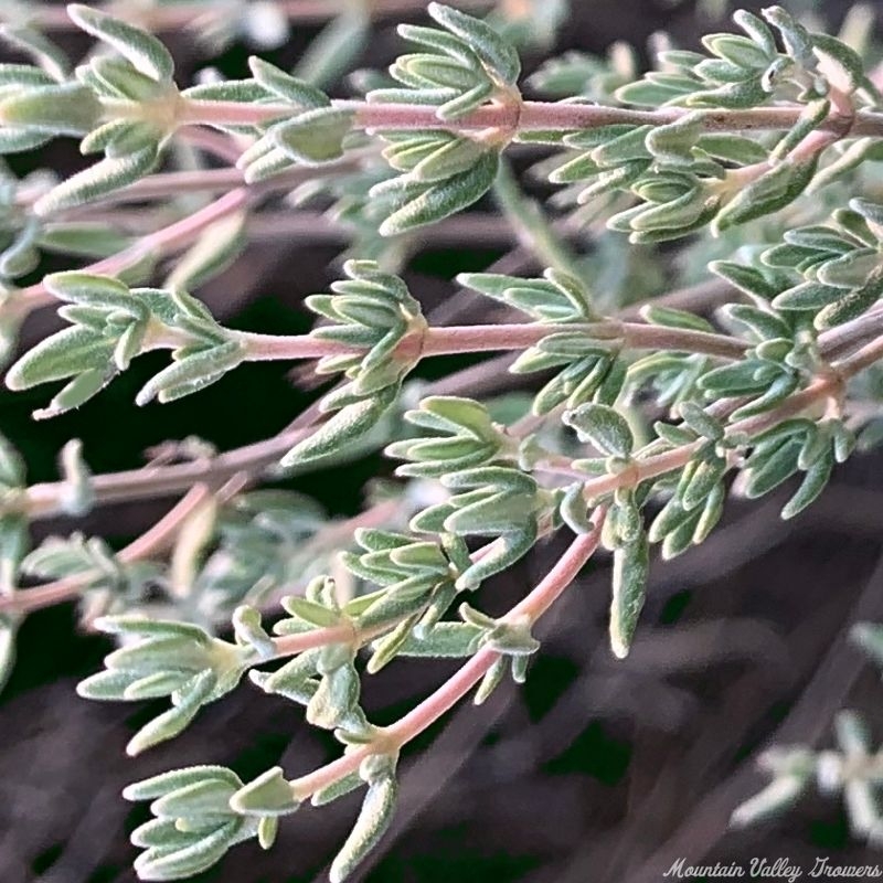 Italian Oregano Thyme and Santa Barbara Daisy