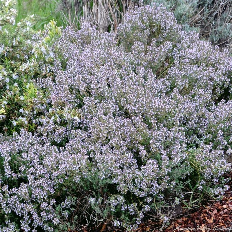 Orange Balsam Thyme Plants Flowering in Spring