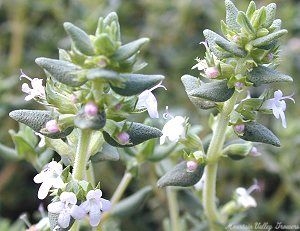 Orange Balsam Thyme Flowers