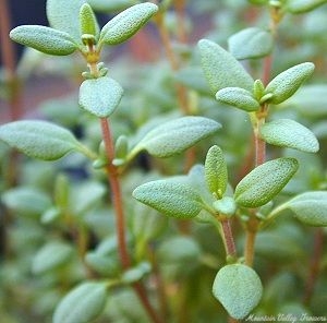 thyme leaf