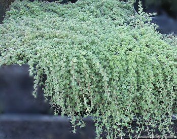 Woolly Thyme