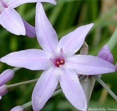 Close Up of Society Garlic Flower