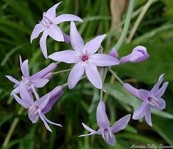 Tulbaghia violacea, Society Garlic Flower Cluster