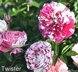 Twister Rose