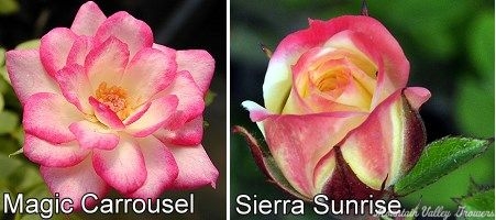 Magic Carrousel and Sierra Sunrise Roses