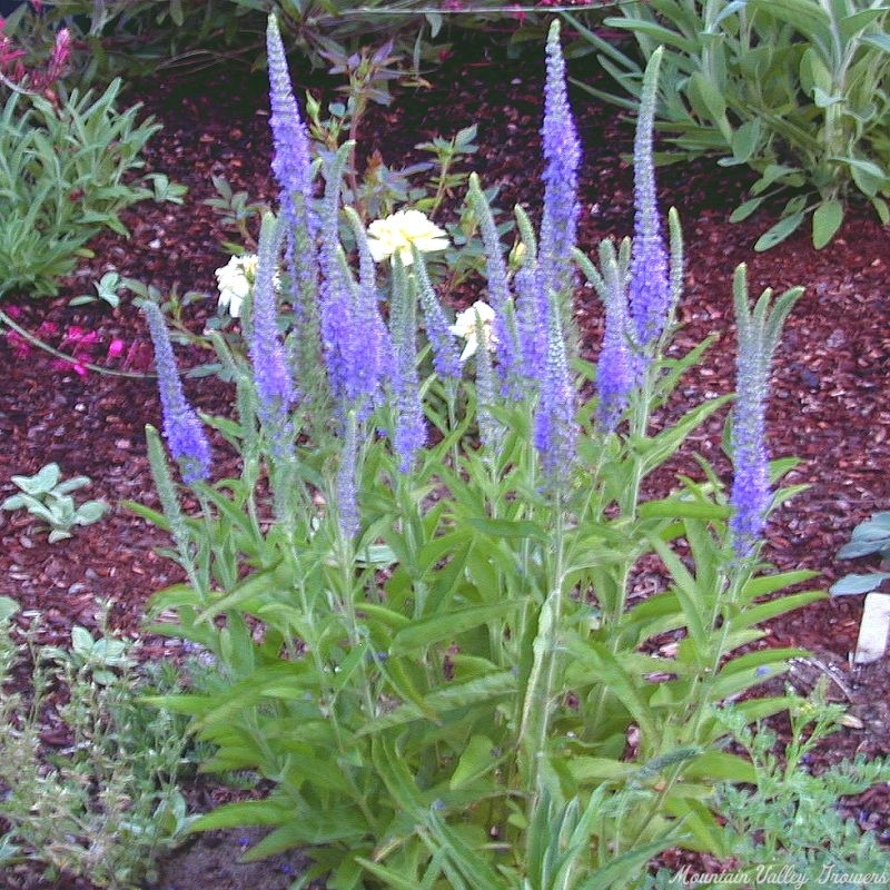 Veronica spicata Blue Blooming