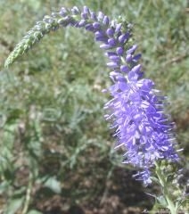 The Elegant bloom of the Veronica Spicata