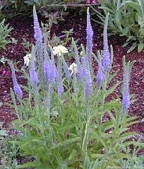 Veronica spicata Blue Blooming 