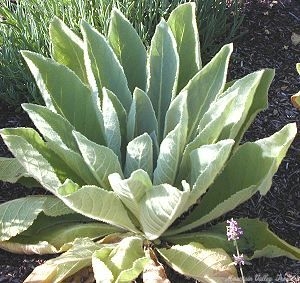 Mullein in the Garden