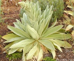 Mullein right before it blooms