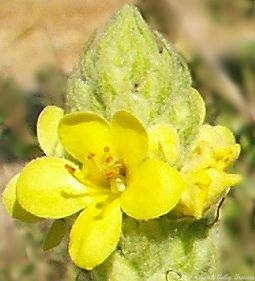 Butter Yellow Flowers of Mullein