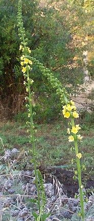 Mullein flower spikes