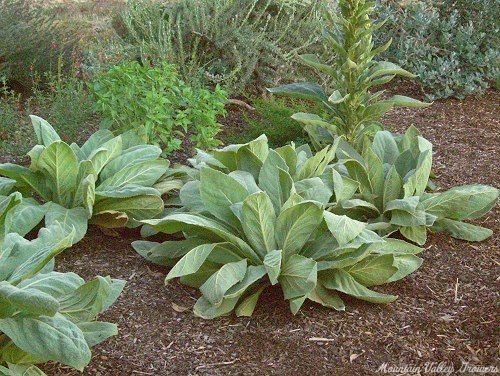 Mullein plants naturalized in the garden