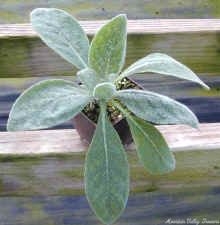 A Young Mullein Ready for Planting