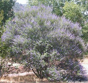 Vitex blooming!